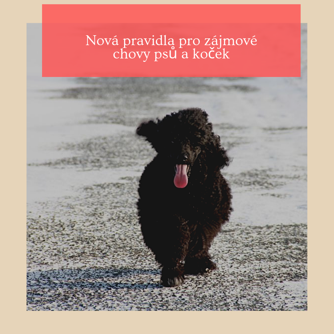 Nová pravidla pro zájmové chovy psů a koček